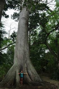 Venerável árvore que já era grande des a época em que a civilização maya floescia na península do yucatán (em Chiquila, costa norte do Yucatán, no México)
